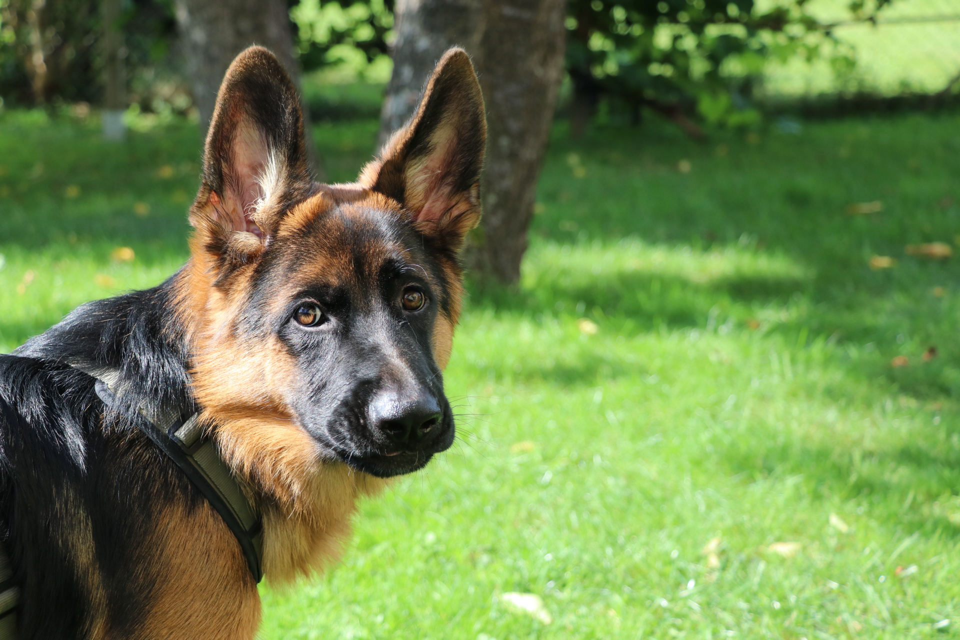 Kuba the German Shepherd on a walk in his harness, looking up at the camera